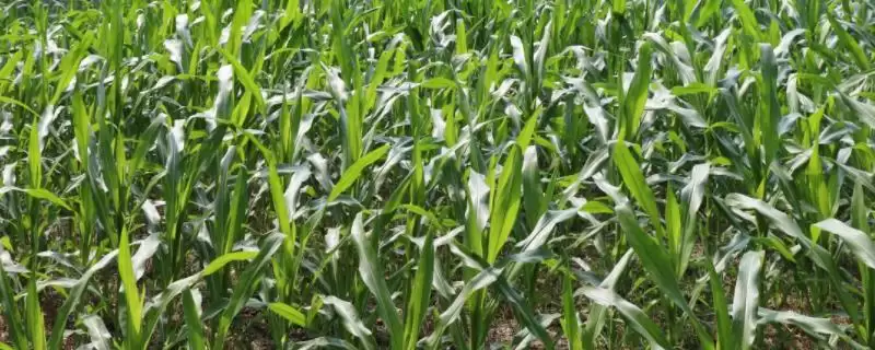 亿金168玉米种子特点(亿金168玉米种子有啥特点)？-会东网