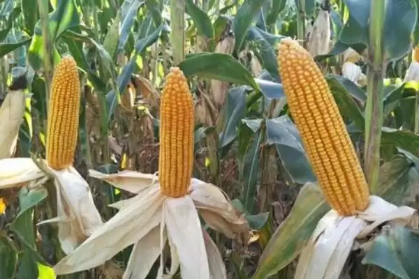 西大211玉米品种特性及防治小斑病要点?插图2 西大211玉米品种特性及防治小斑病要点?插图2