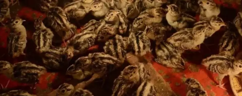 野鸡几天能孵化出来(野鸡孵化需要多少天)？-会东网