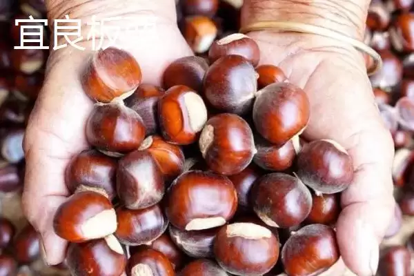 云南昆明宜良县的特产(云南昆明宜良县有哪些特产)?插图5 云南昆明宜良县的特产(云南昆明宜良县有哪些特产)?插图5