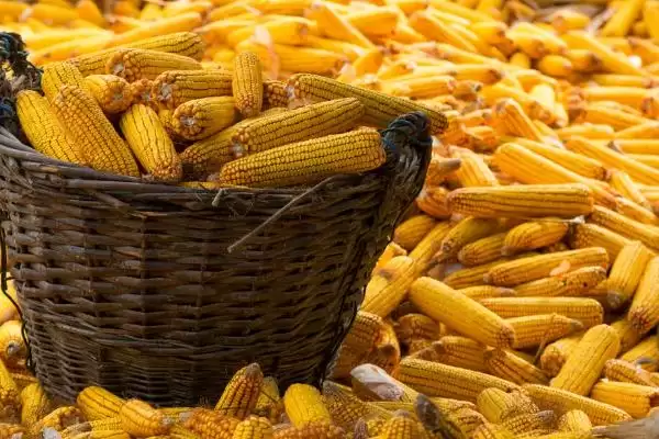 雅白玉68玉米品种简介及高抗穗腐病情况？插图3