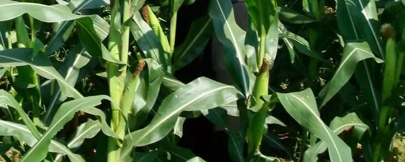 欣隆Y1733玉米种简介及品种株型要点？-会东网
