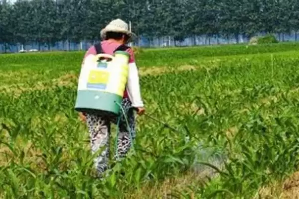 玉米脱肥症状(玉米脱肥的症状表现有哪些)？插图2