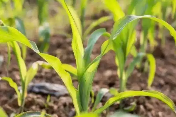 玉米苗叶片变化是缺少哪种元素(玉米苗叶片变化对应缺少什么元素)？插图1