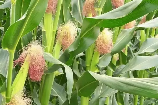 夏收通常时间介绍：一般5-6月份进行要点？插图6