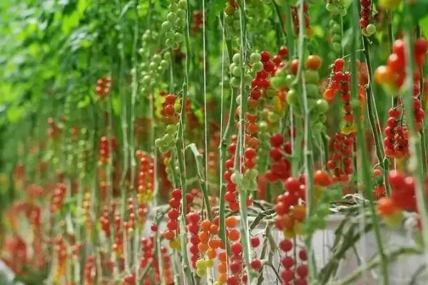 怎么防治番茄缺素症(防治番茄缺素症的方法有哪些)?插图3 怎么防治番茄缺素症(防治番茄缺素症的方法有哪些)?插图3