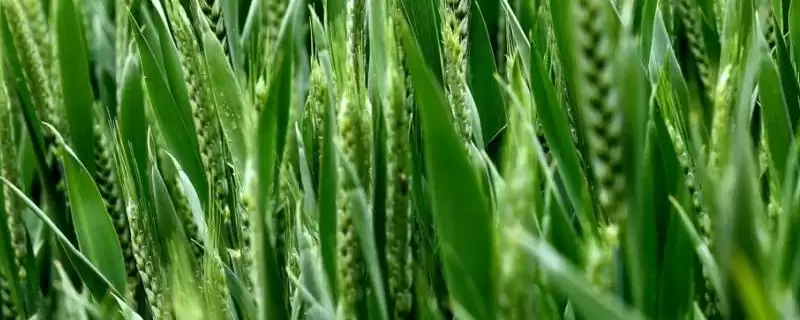 忻麦6160小麦品种特性相关介绍？-会东网