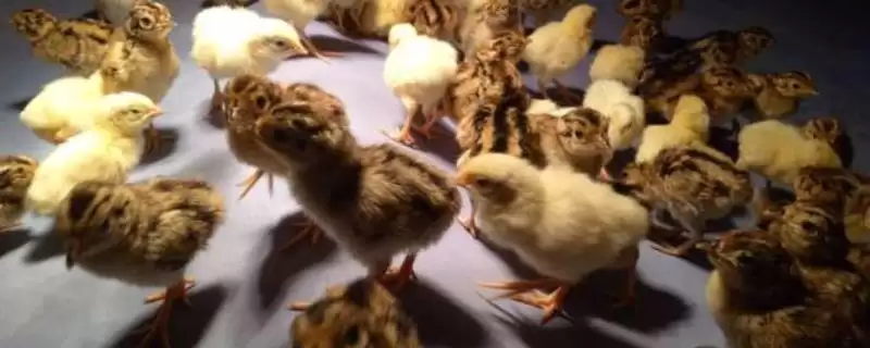 幼小野鸡苗怎么养(幼小野鸡苗养殖方法有哪些)？-会东网