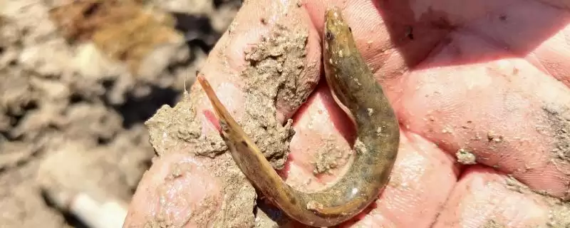 捉泥鳅的方法有哪些(捉泥鳅有常见的五种方法)?-会东网