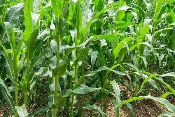 先玉1782玉米品种特性及种植密度要点？插图2