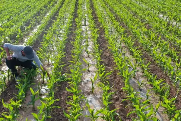 早糯玉米什么时候播种(早糯玉米的播种时间是什么时候)？插图4