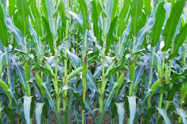 习玉1号玉米品种特性及夏播生育期？插图1