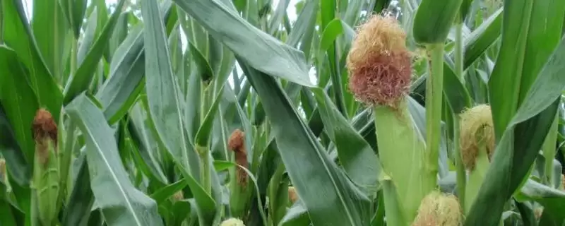先玉1795玉米品种特性及每亩种植密度要点？-会东网