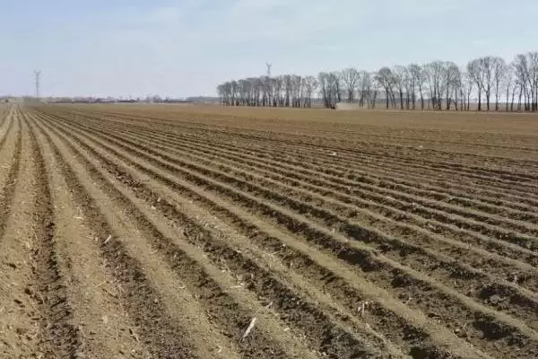 早糯玉米什么时候播种(早糯玉米的播种时间是什么时候)？插图2