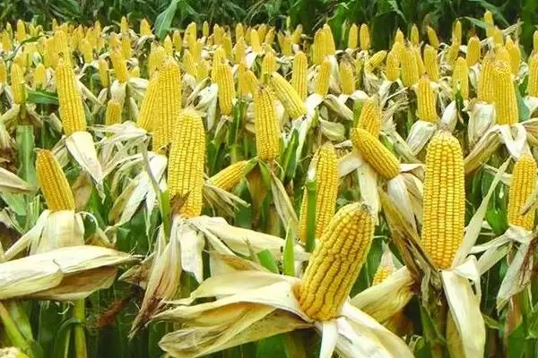 玉米的种植时间(玉米的适宜种植时间是什么时候)?插图1 玉米的种植时间(玉米的适宜种植时间是什么时候)?插图1