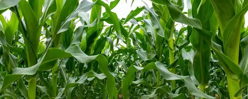 五谷3618玉米种简介及种植密度要点？-会东网