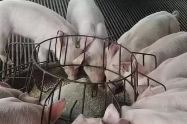 养殖白猪不养黑猪的原因(养殖白猪不养黑猪原因是什么)？插图3