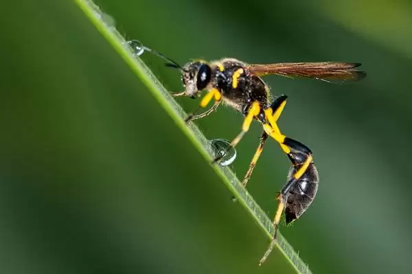 细腰蜂介绍：常见小型蜂类及捕食性蜂类特点？插图2