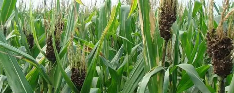怎么防治玉米丝黑穗病(防治玉米丝黑穗病的方法有哪些)?-会东网