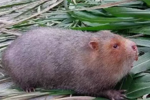 竹鼠发病症状，发烧时体温会上升、伴有流泪现象？插图1