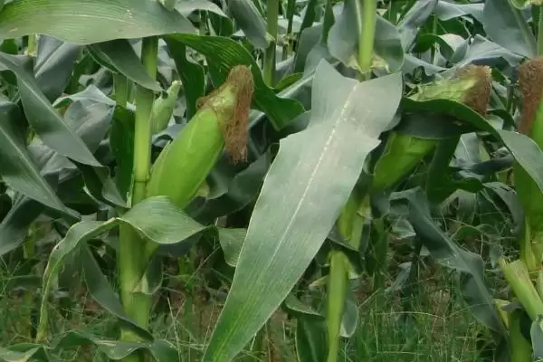 粤甜19号玉米种子简介(粤甜19号玉米种子情况怎样简介)?插图3 粤甜19号玉米种子简介(粤甜19号玉米种子情况怎样简介)?插图3