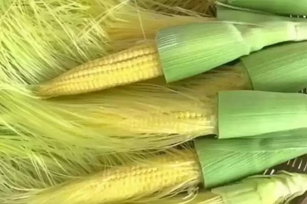 玉米笋是玉米还是笋(玉米笋到底属于玉米还是笋)？插图1