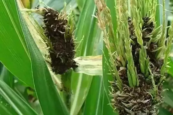 怎么防治玉米丝黑穗病(防治玉米丝黑穗病的方法有哪些)？插图4