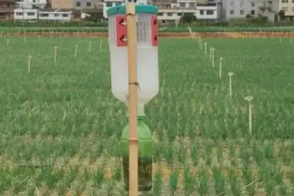 玉米粘虫的危害(玉米粘虫会造成哪些危害)?插图4 玉米粘虫的危害(玉米粘虫会造成哪些危害)?插图4