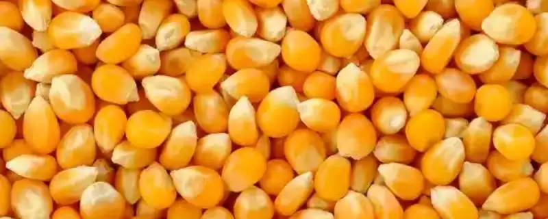 怎么鉴别玉米种子的伪劣(鉴别玉米种子伪劣的方法有哪些)?-会东网