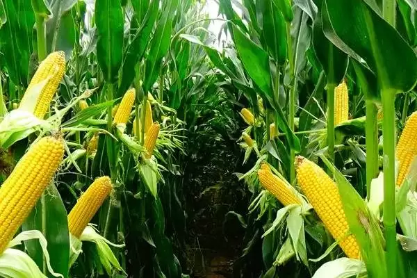 元利禾619（试验代号：辰诺805）玉米品种简介(元利禾619玉米品种情况怎样简介)？插图2