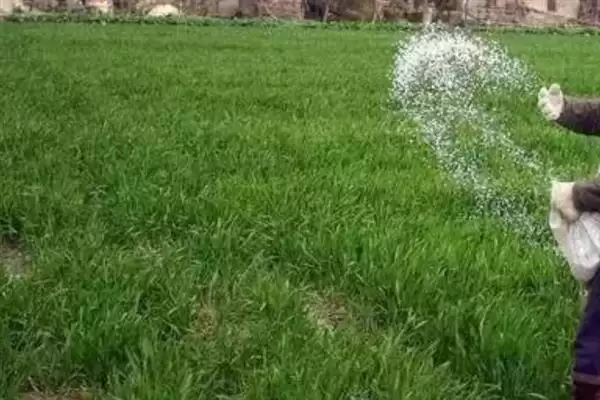 小麦后期喷微肥增产增重:锌肥等微肥要点?插图7 小麦后期喷微肥增产增重:锌肥等微肥要点?插图7