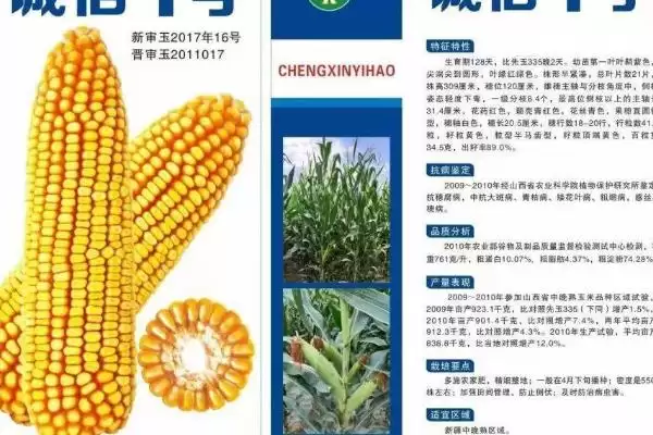 怎么鉴别玉米种子的伪劣(鉴别玉米种子伪劣的方法有哪些)？插图2