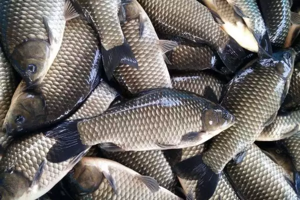 养殖鲫鱼的注意事项(养殖鲫鱼要注意什么)?插图5 养殖鲫鱼的注意事项(养殖鲫鱼要注意什么)?插图5