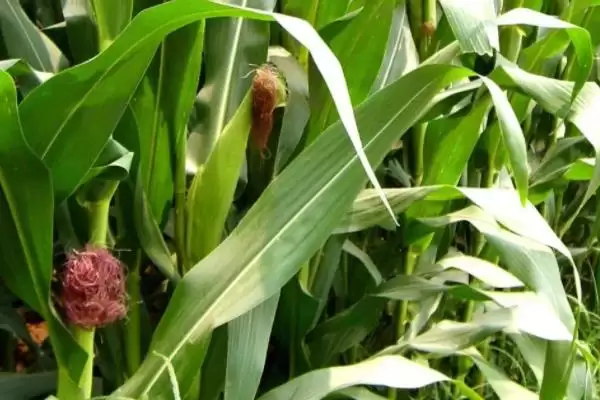 粤甜28玉米品种的特性(粤甜28玉米品种特性有哪些)？插图3