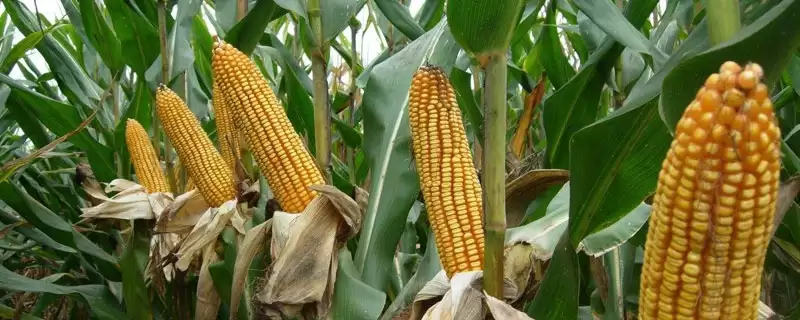 怡耀299玉米种子介绍(怡耀299玉米种子情况介绍)?-会东网