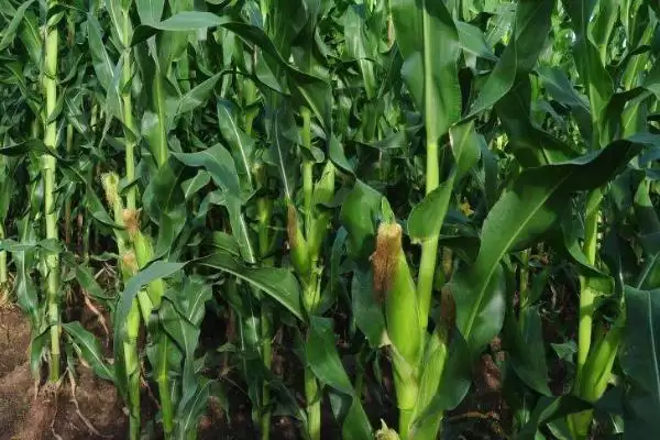 翔宇771玉米种子特点及播种时间要点？插图2