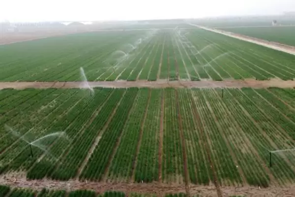 小麦后期喷微肥增产增重:锌肥等微肥要点?插图15 小麦后期喷微肥增产增重:锌肥等微肥要点?插图15