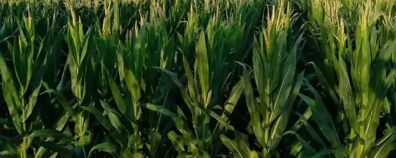 园糯8号玉米种子介绍(园糯8号玉米种子情况如何介绍)?-会东网