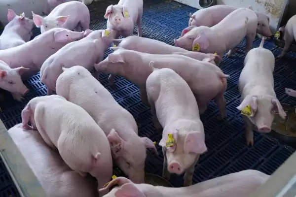 猪可以活多少年(猪正常寿命在二十年左右)?插图1 猪可以活多少年(猪正常寿命在二十年左右)?插图1