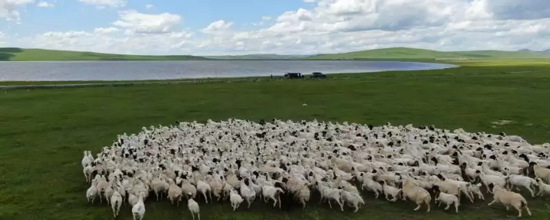 养羊的基本知识(养羊基本知识涵盖哪些方面)？-会东网