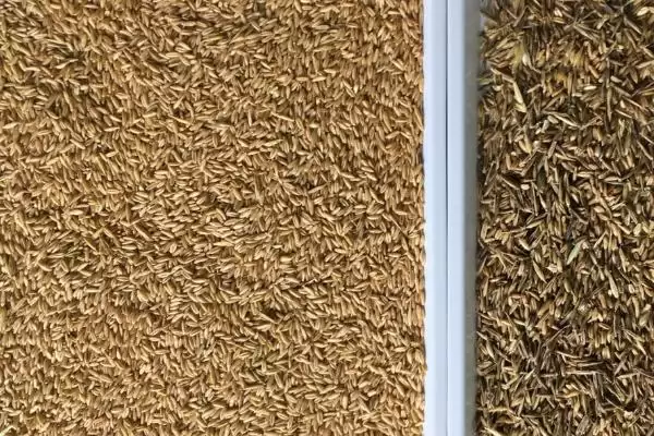 选种在生产中的意义及选出最好种子要点?插图1 选种在生产中的意义及选出最好种子要点?插图1