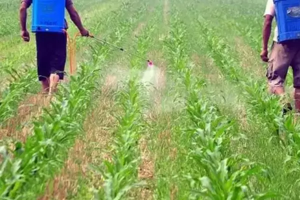 玉米大小斑病的防治方法(玉米大小斑病防治方法有哪些要点)?插图4 玉米大小斑病的防治方法(玉米大小斑病防治方法有哪些要点)?插图4