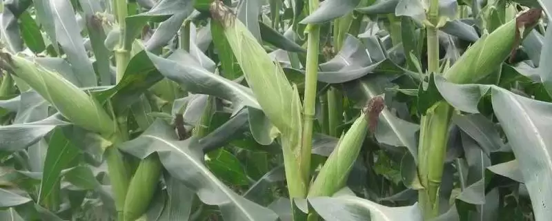 先玉1853玉米种子简介及参照当地播期要点?-会东网