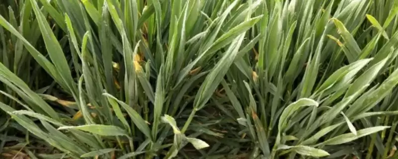 作物缺氮或氮肥过量有啥症状(作物缺氮叶尖褪绿黄化,氮肥过量植株徒长)?-会东网