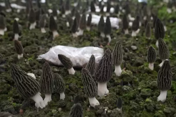 在大田里种植羊肚菌的方法(大田种植羊肚菌的方法有哪些)？插图4