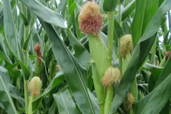 云瑞5号玉米品种简介(云瑞5号玉米品种情况如何简介)?插图1 云瑞5号玉米品种简介(云瑞5号玉米品种情况如何简介)?插图1