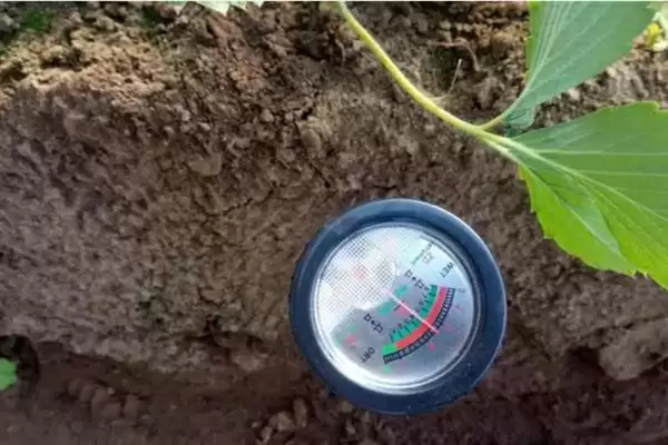 小麦后期喷微肥增产增重:锌肥等微肥要点?插图3 小麦后期喷微肥增产增重:锌肥等微肥要点?插图3