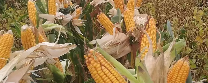 新玉70号玉米品种特性及苗期防治地老虎要点?-会东网