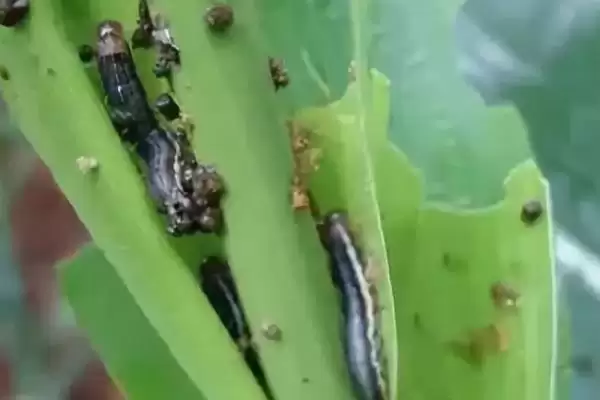 玉米粘虫的危害(玉米粘虫会造成哪些危害)?插图7 玉米粘虫的危害(玉米粘虫会造成哪些危害)?插图7