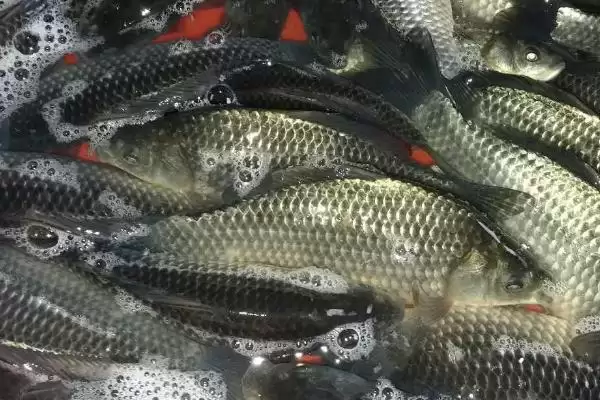 养殖鲫鱼的注意事项(养殖鲫鱼要注意什么)?插图3 养殖鲫鱼的注意事项(养殖鲫鱼要注意什么)?插图3